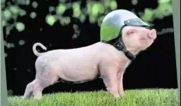 娱乐圈吃瓜爆料的小说小香猪推荐,小香猪带你揭秘幕后真相