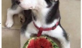 二哈吃瓜娱乐圈百度云,娱乐圈风云录