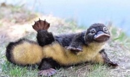 娱乐圈吃瓜酱鸭嘴兽,揭秘明星幕后故事与八卦风云