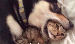 二哈吃瓜娱乐圈百度云,娱乐圈风云录