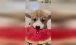 娱乐圈吃瓜小狗是谁,揭秘神秘网友背后的真实身份